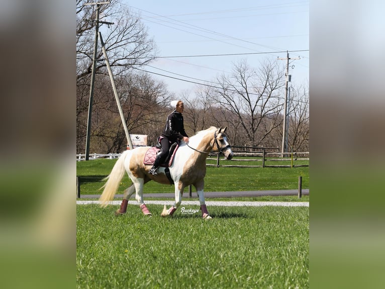 Tinker Mix Wallach 6 Jahre 152 cm Tobiano-alle-Farben in Millersburg