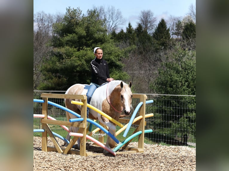 Tinker Mix Wallach 6 Jahre 152 cm Tobiano-alle-Farben in Millersburg