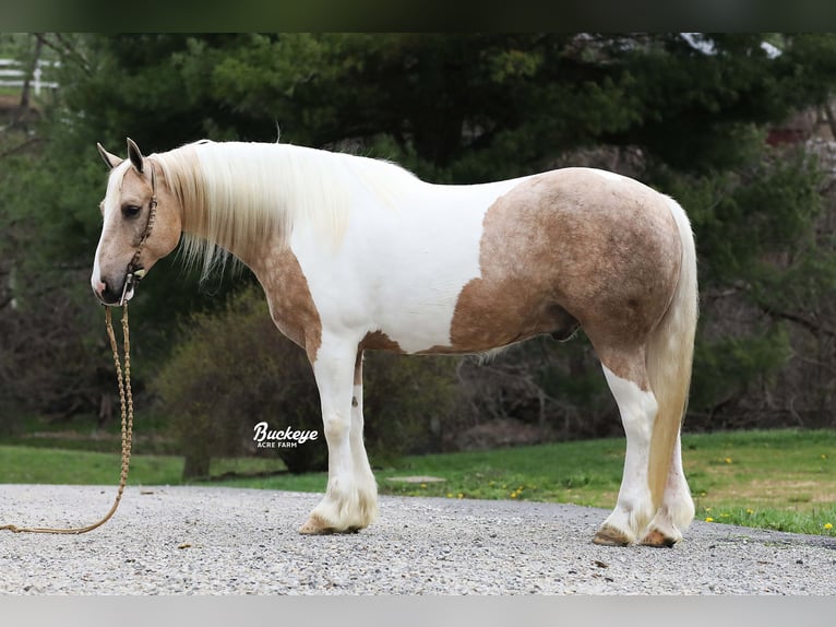 Tinker Mix Wallach 6 Jahre 152 cm Tobiano-alle-Farben in Millersburg