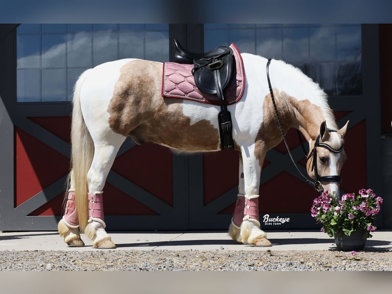 Tinker Mix Wallach 6 Jahre 152 cm Tobiano-alle-Farben in Millersburg