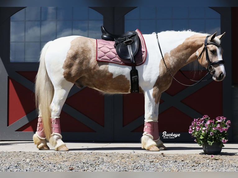 Tinker Mix Wallach 6 Jahre 152 cm Tobiano-alle-Farben in Millersburg