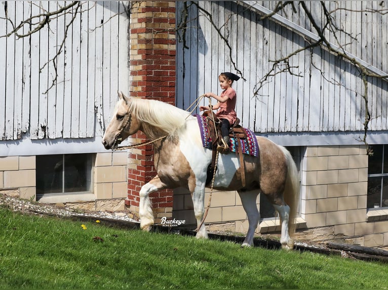 Tinker Mix Wallach 6 Jahre 152 cm Tobiano-alle-Farben in Millersburg