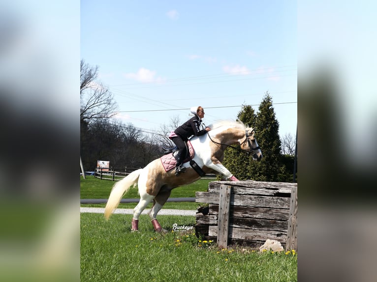 Tinker Mix Wallach 6 Jahre 152 cm Tobiano-alle-Farben in Millersburg