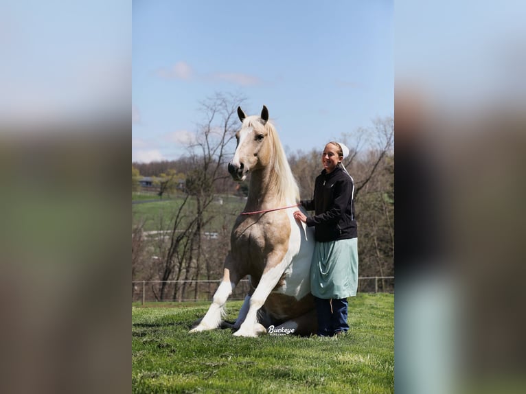 Tinker Mix Wallach 6 Jahre 152 cm Tobiano-alle-Farben in Millersburg