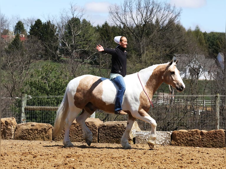 Tinker Mix Wallach 6 Jahre 152 cm Tobiano-alle-Farben in Millersburg
