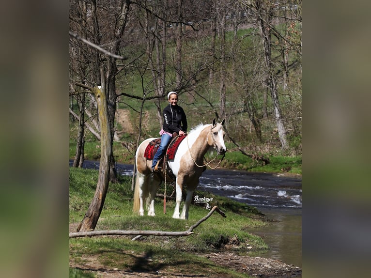 Tinker Mix Wallach 6 Jahre 152 cm Tobiano-alle-Farben in Millersburg