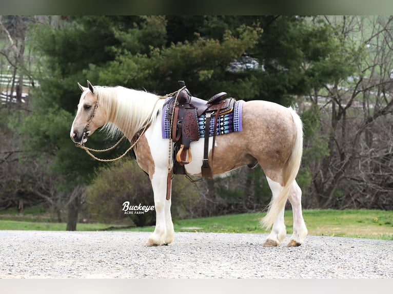 Tinker Mix Wallach 6 Jahre 152 cm Tobiano-alle-Farben in Millersburg
