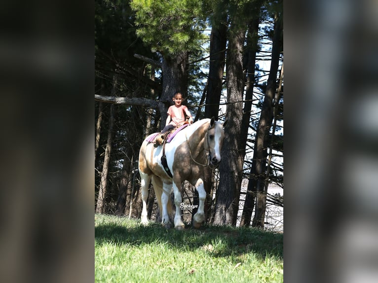 Tinker Mix Wallach 6 Jahre 152 cm Tobiano-alle-Farben in Millersburg
