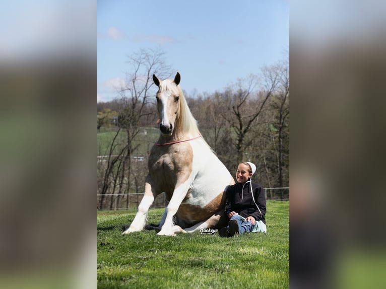 Tinker Mix Wallach 6 Jahre 152 cm Tobiano-alle-Farben in Millersburg