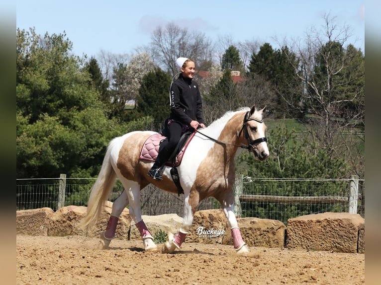Tinker Mix Wallach 6 Jahre 152 cm Tobiano-alle-Farben in Millersburg