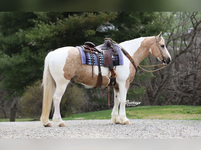Tinker Mix Wallach 6 Jahre 152 cm Tobiano-alle-Farben in Millersburg