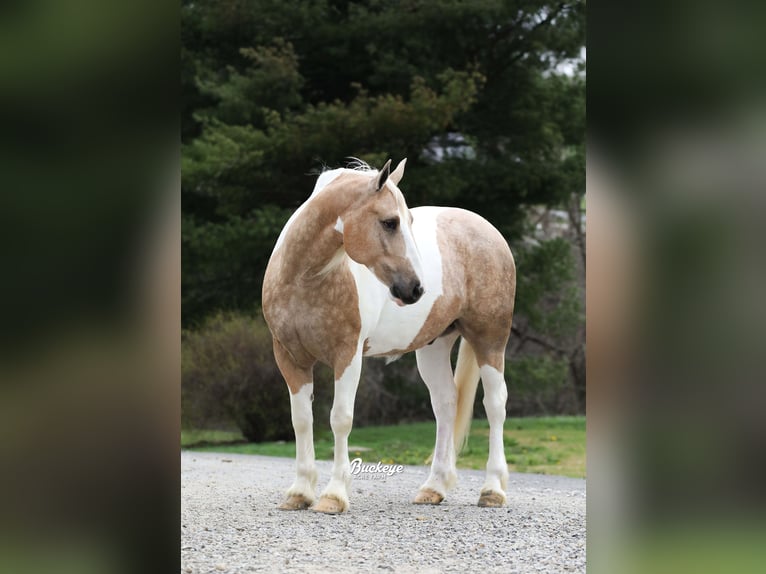 Tinker Mix Wallach 6 Jahre 152 cm Tobiano-alle-Farben in Millersburg