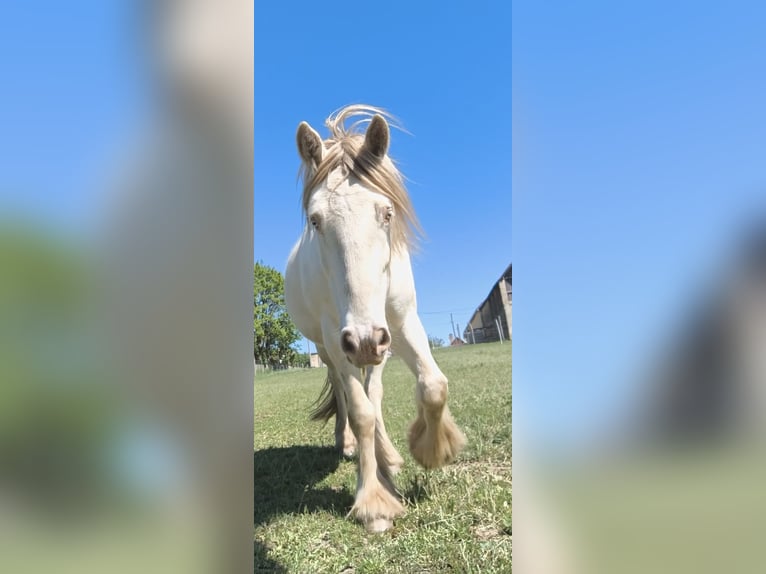 Tinker Wallach 6 Jahre 153 cm Cremello in Töttös
