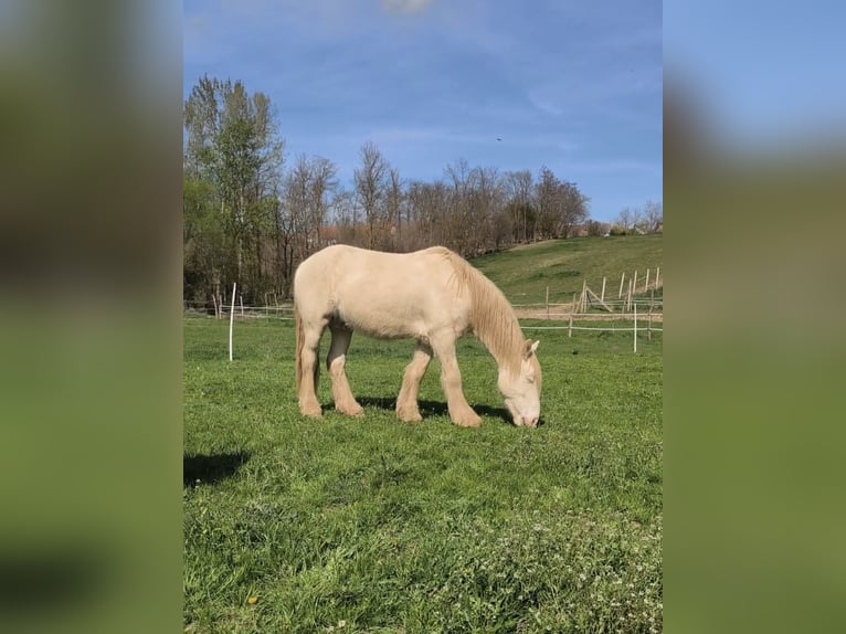 Tinker Wallach 6 Jahre 153 cm Cremello in Töttös