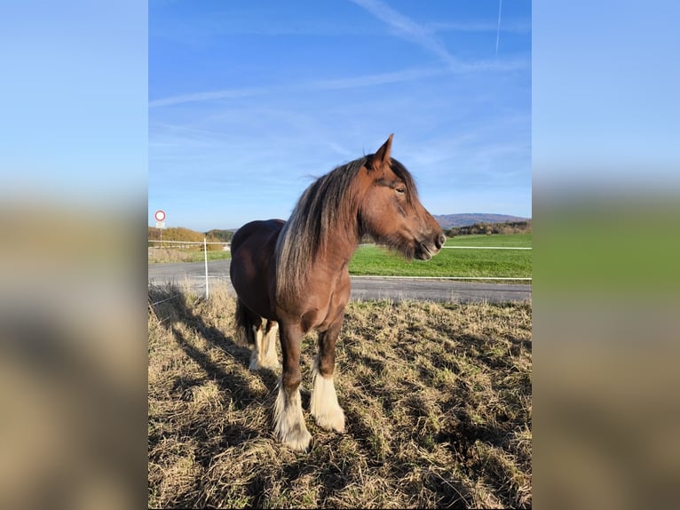 Tinker Wallach 6 Jahre 155 cm Brauner in Gro&#xDF;almerode
