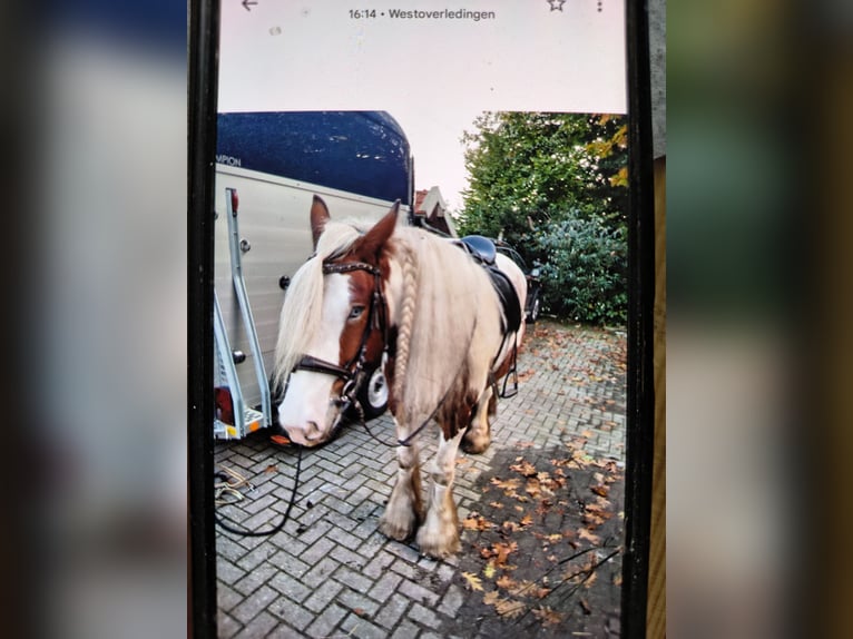 Tinker Wallach 6 Jahre 156 cm Schecke in Westoverledingen