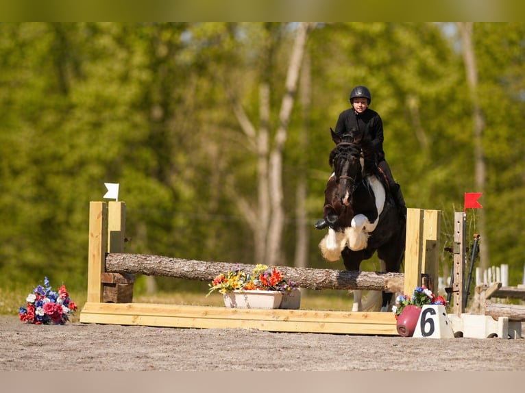 Tinker Mix Wallach 6 Jahre 163 cm Schecke in Fresno