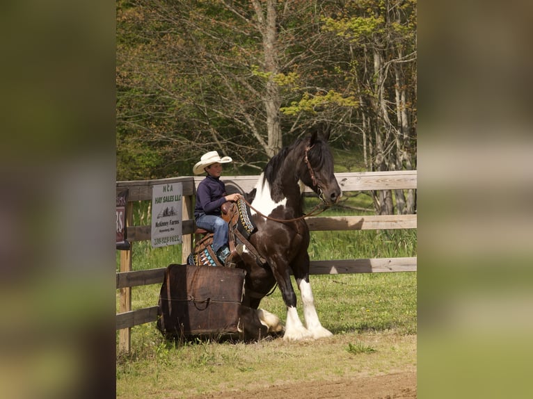 Tinker Mix Wallach 6 Jahre 163 cm Schecke in Fresno