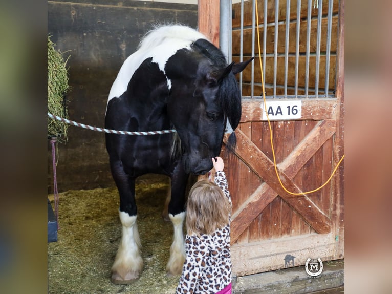 Tinker Mix Wallach 6 Jahre 175 cm in Windom