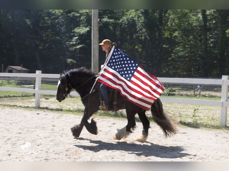 Tinker Wallach 6 Jahre Rappe in Middleboro