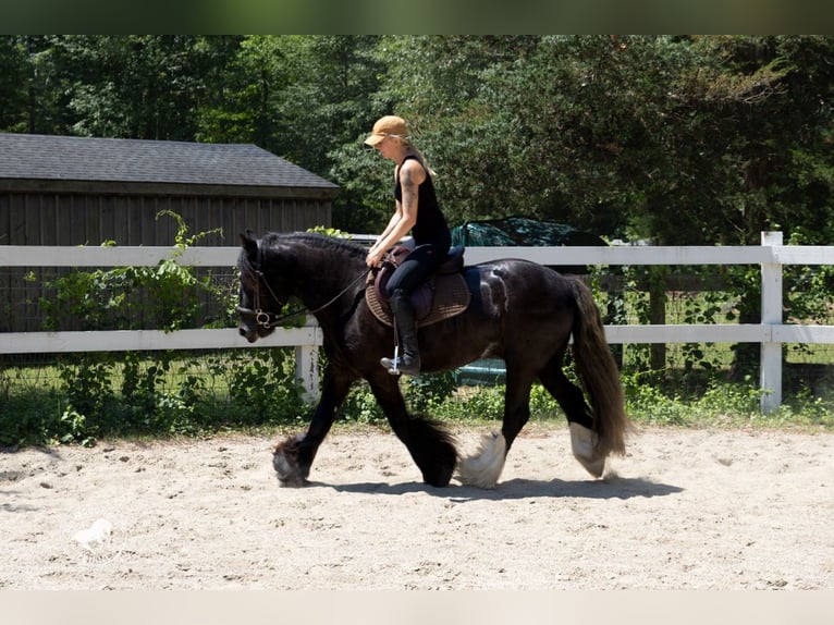 Tinker Wallach 6 Jahre Rappe in Middleboro
