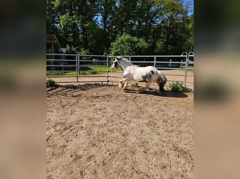 Tinker Wallach 6 Jahre Schecke in Eschau