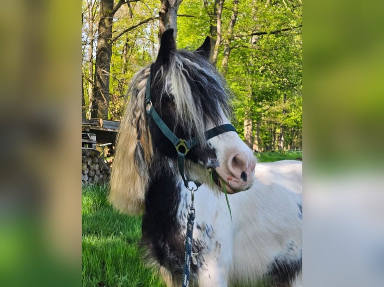 Tinker Wallach 6 Jahre Schecke in Eschau