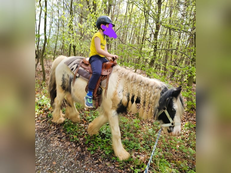 Tinker Wallach 6 Jahre Schecke in Eschau