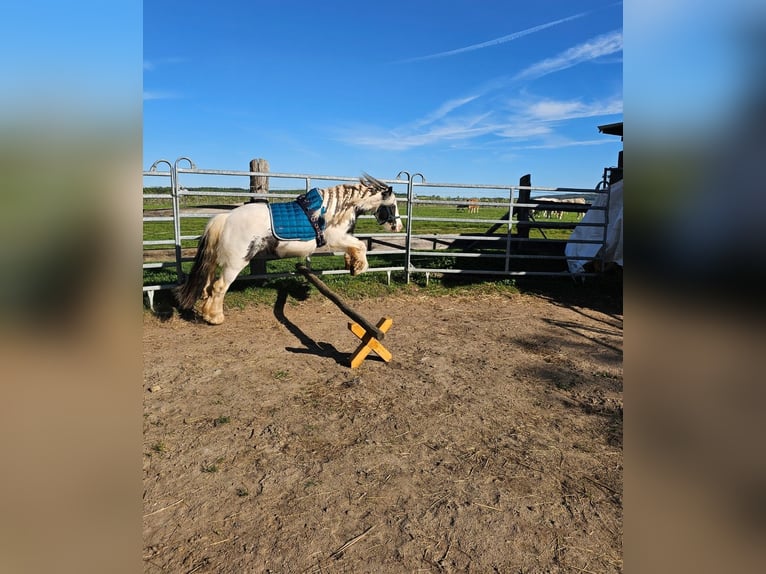 Tinker Wallach 6 Jahre Schecke in Eschau