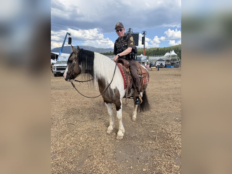 Tinker Mix Wallach 6 Jahre Schecke in Camp Verde