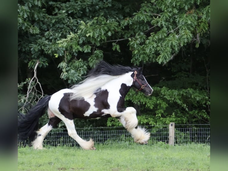 Tinker Wallach 6 Jahre Schecke in Howell