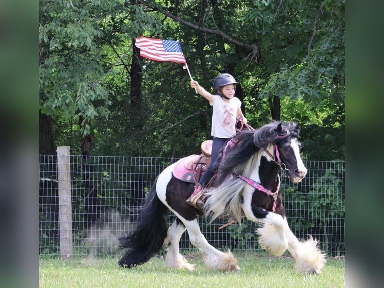 Tinker Wallach 6 Jahre Schecke in Howell