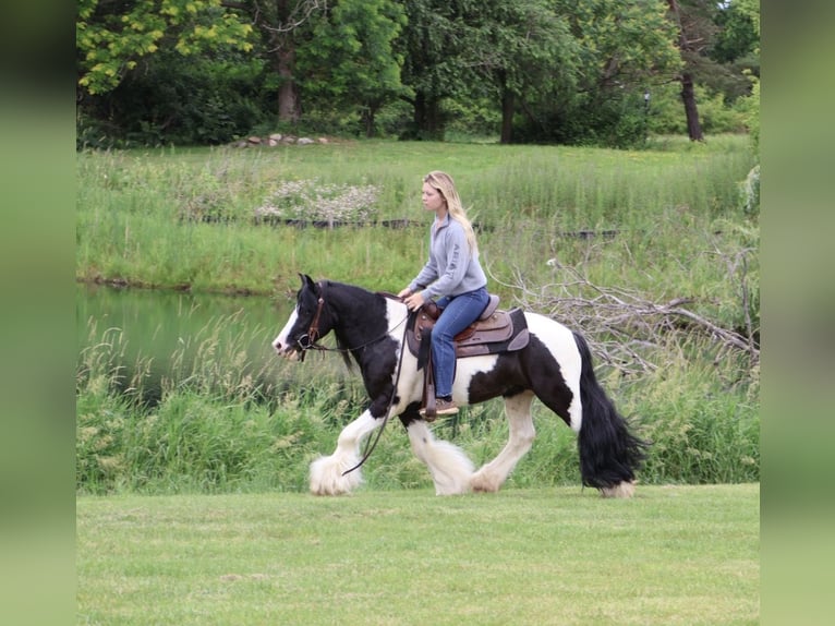 Tinker Wallach 6 Jahre Schecke in Howell