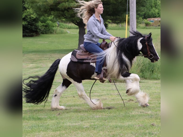 Tinker Wallach 6 Jahre Schecke in Howell