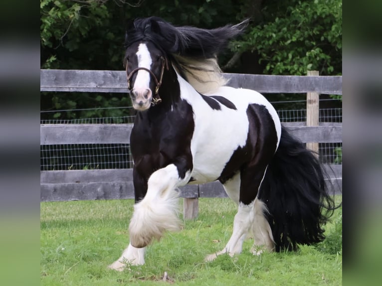 Tinker Wallach 6 Jahre Schecke in Howell