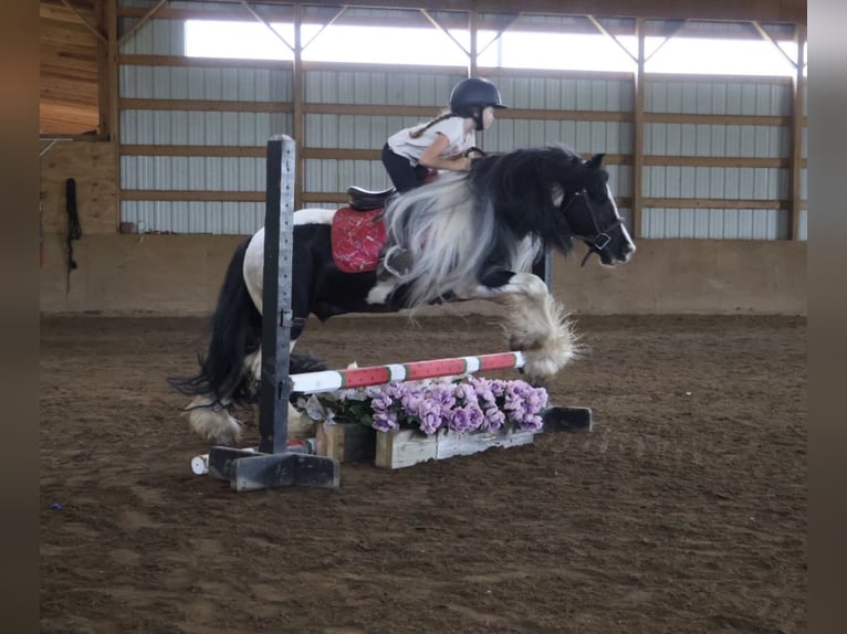 Tinker Wallach 6 Jahre Schecke in Howell