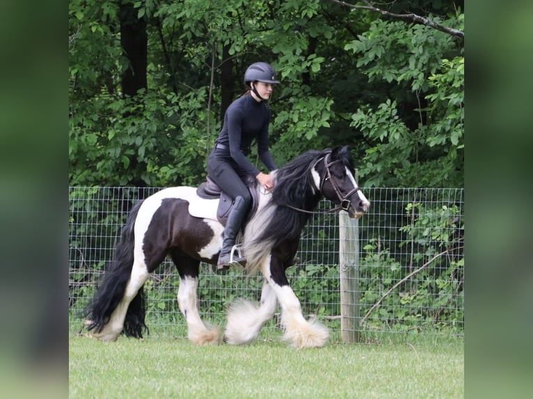 Tinker Wallach 6 Jahre Schecke in Howell
