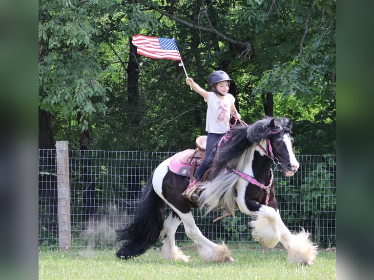 Tinker Wallach 6 Jahre Schecke in Howell