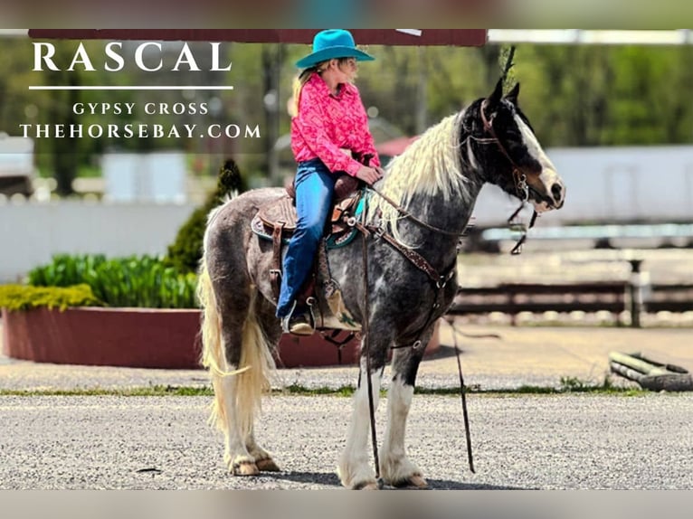 Tinker Wallach 6 Jahre Schwarzbrauner in Willow Springs, MO