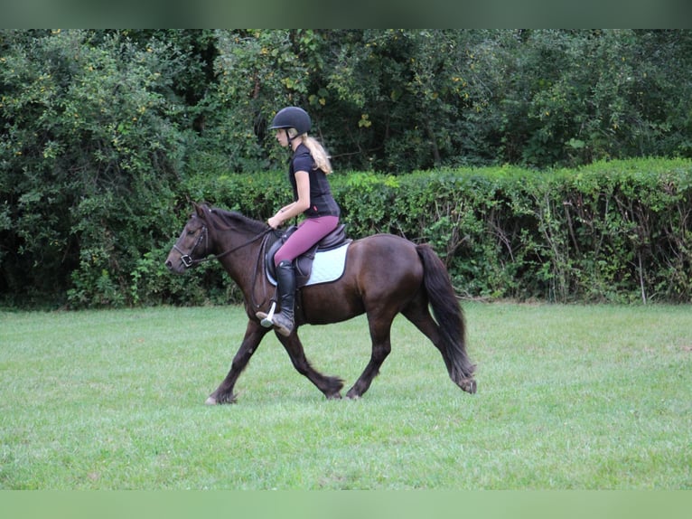 Tinker Wallach 7 Jahre 124 cm Rotbrauner in Howell MI