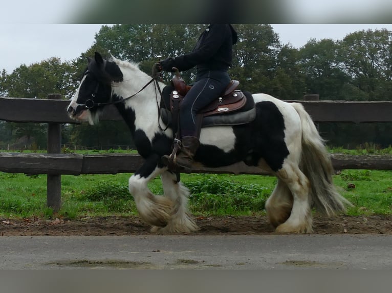 Tinker Wallach 7 Jahre 132 cm Schecke in Lathen