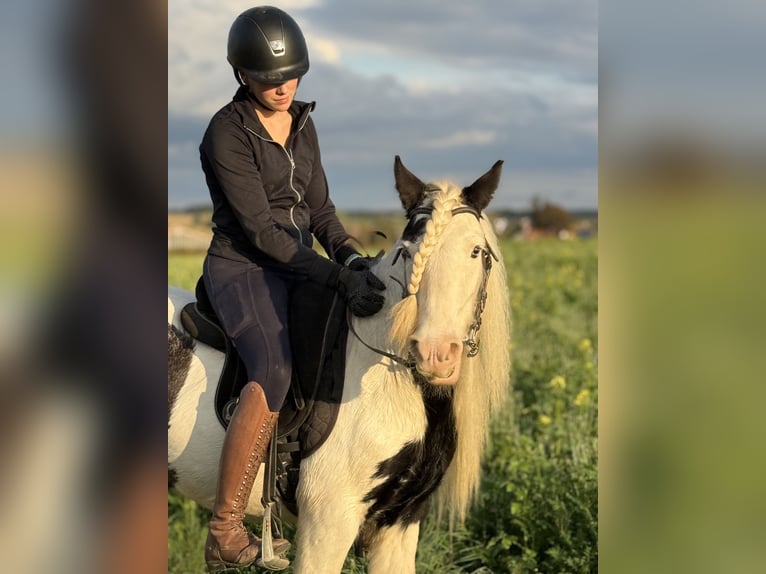Tinker Wallach 7 Jahre 132 cm Schecke in Achstetten