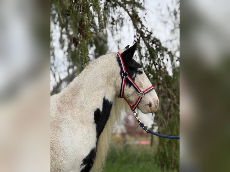 Tinker Wallach 7 Jahre 132 cm Schecke in Achstetten