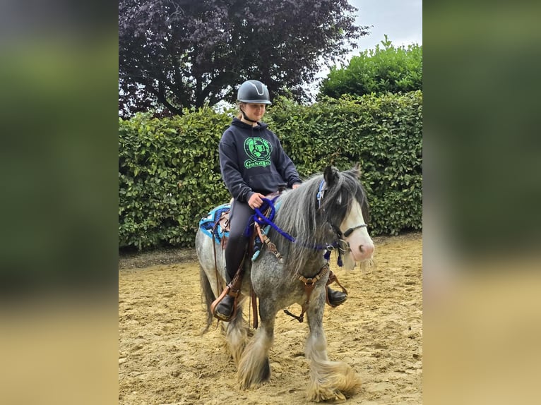 Tinker Wallach 7 Jahre 135 cm in Linkenbach