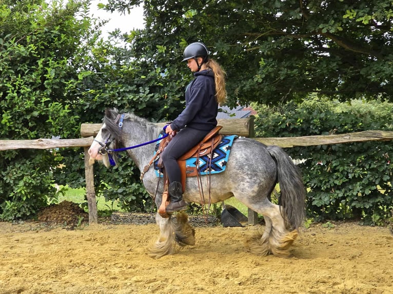 Tinker Wallach 7 Jahre 135 cm in Linkenbach