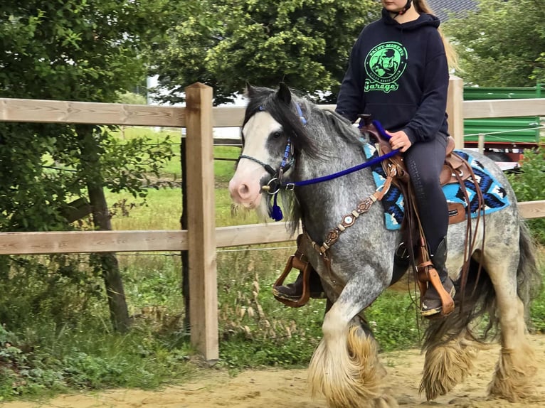 Tinker Wallach 7 Jahre 135 cm in Linkenbach
