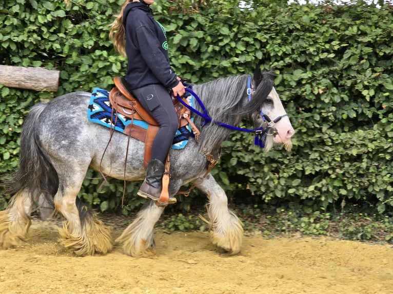 Tinker Wallach 7 Jahre 135 cm in Linkenbach