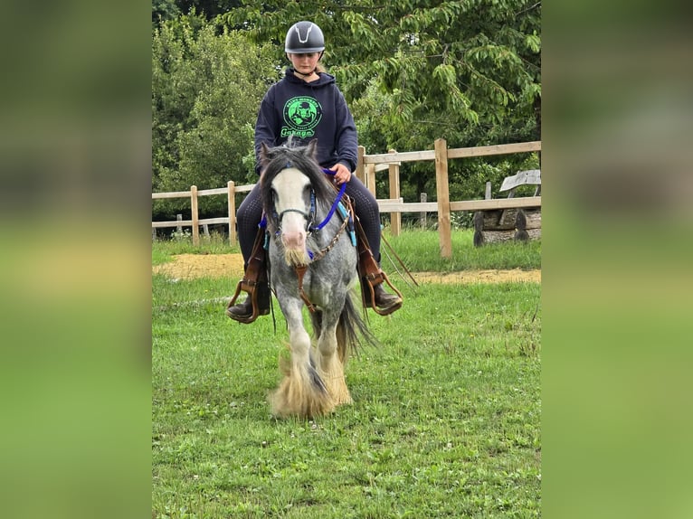 Tinker Wallach 7 Jahre 135 cm in Linkenbach