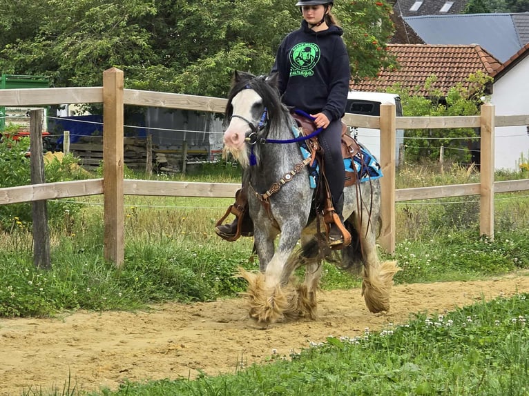 Tinker Wallach 7 Jahre 135 cm in Linkenbach