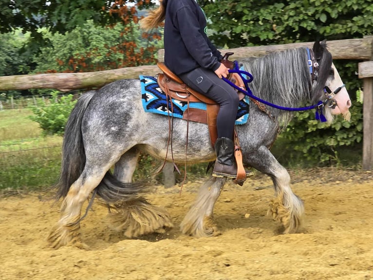 Tinker Wallach 7 Jahre 135 cm in Linkenbach